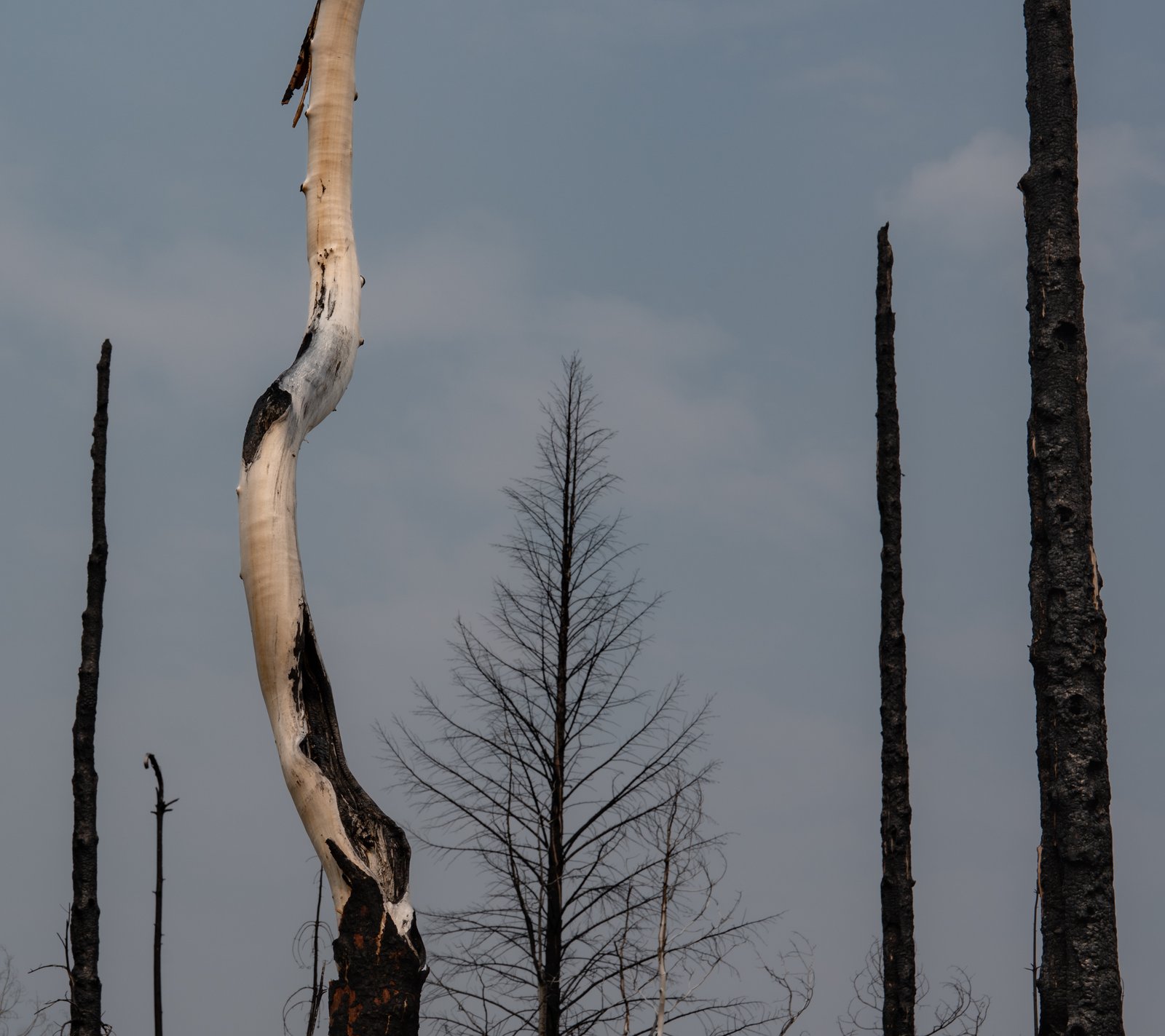 A pale cream trunk bends among charred black snags under a cold blue sky, rust showing at the fire-blackened base.