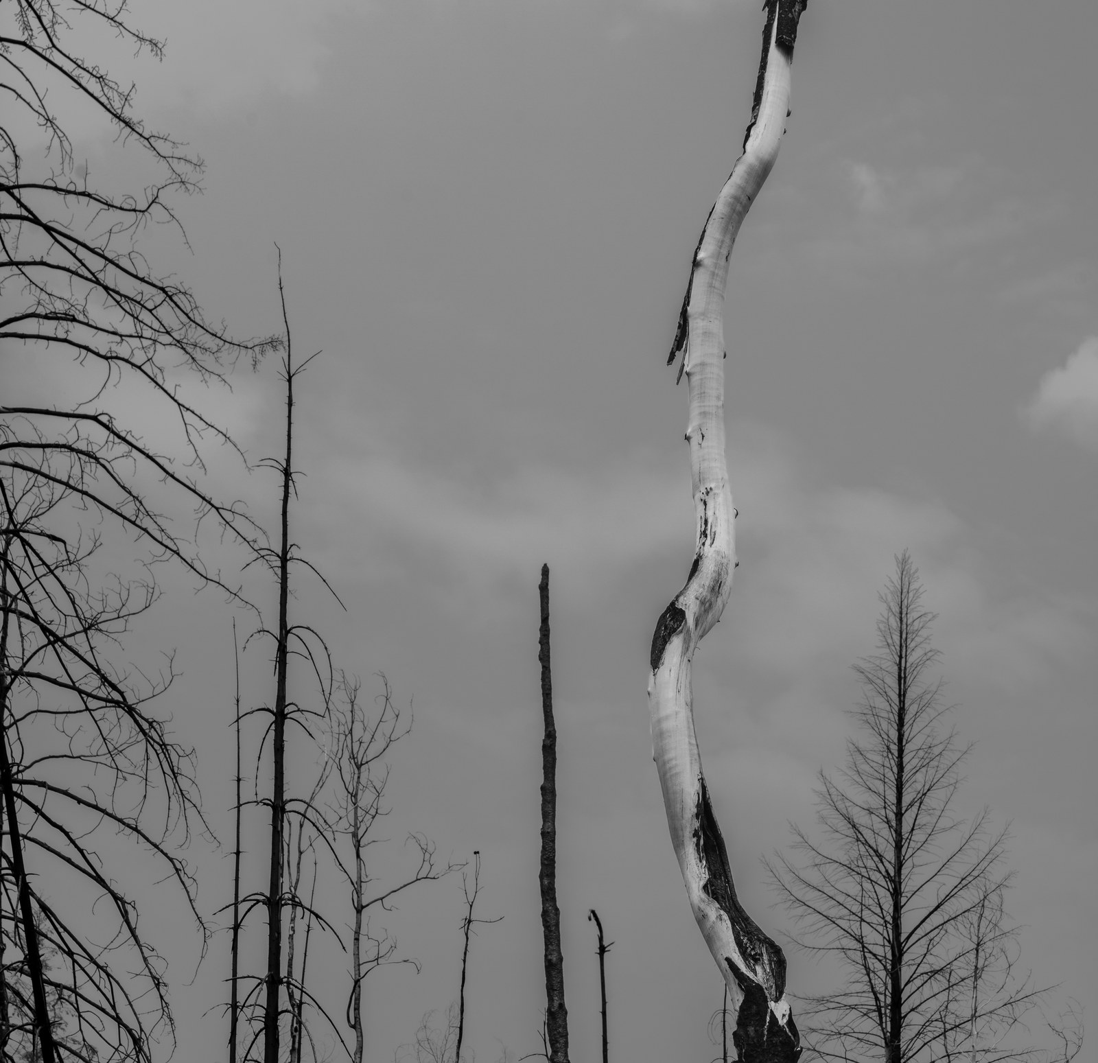 A bleached, bending trunk stands among charred black snags beneath a grey sky, in black and white.