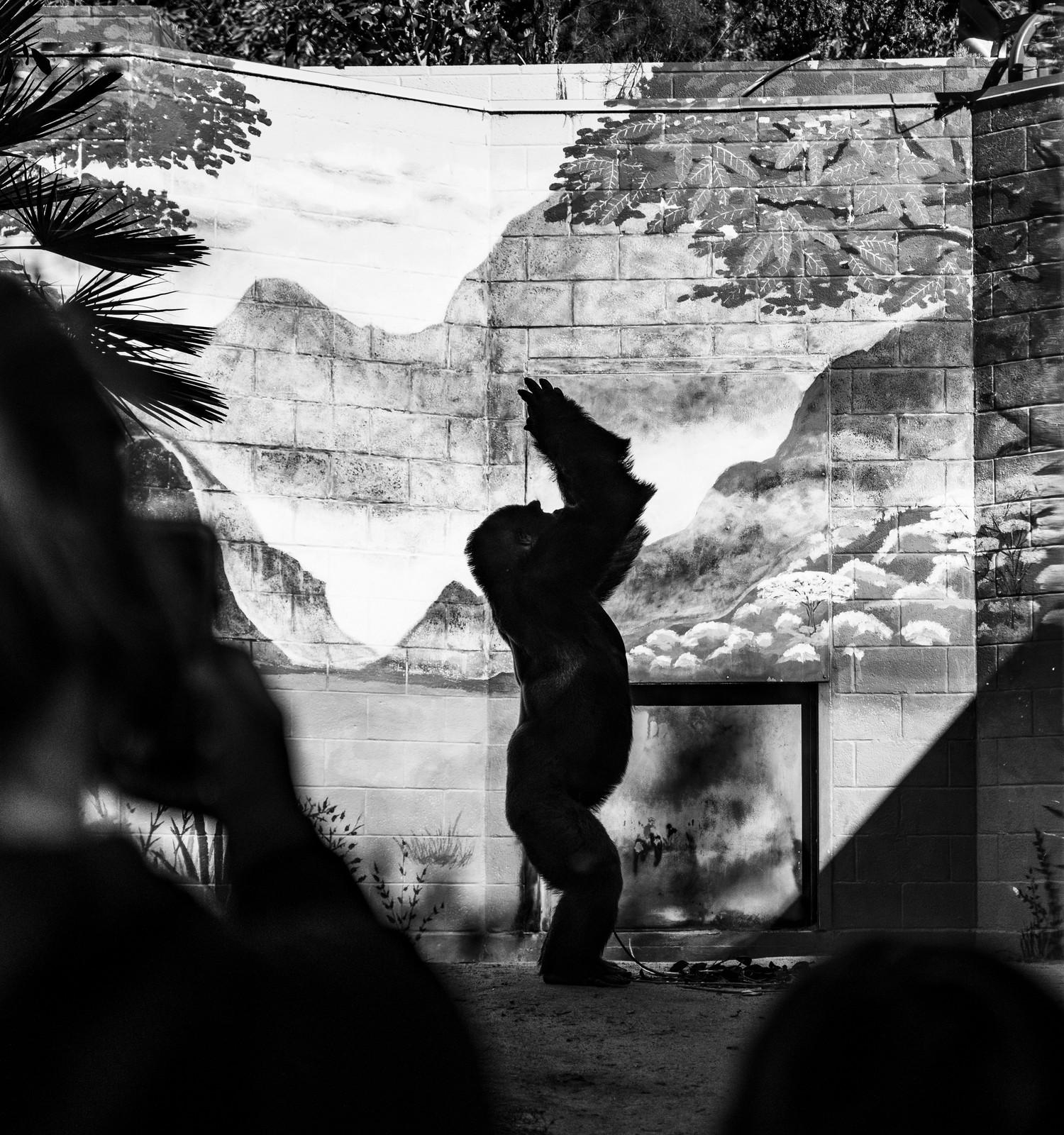 A gorilla raises its hands before painted mountains while dark visitor silhouettes occupy the foreground.