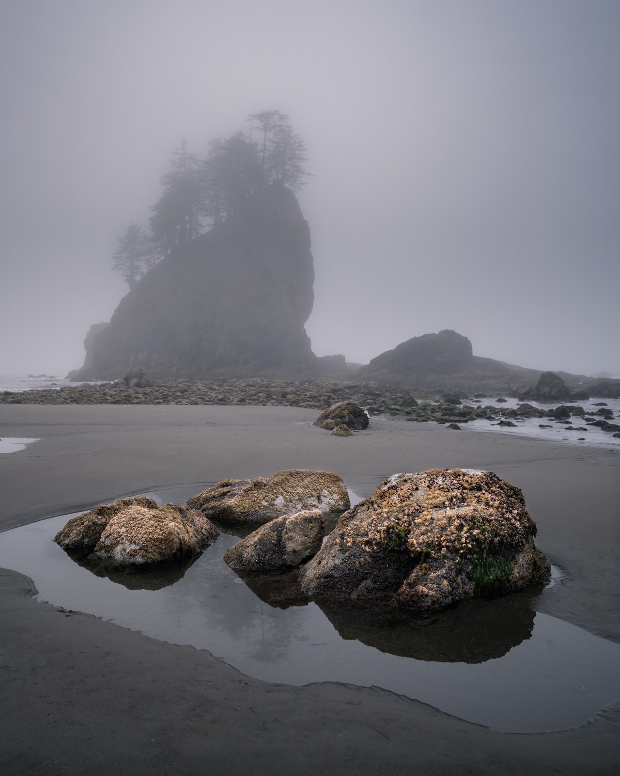 Barnacled rocks reflect in a shallow pool beneath a tree-topped sea stack in fog.
