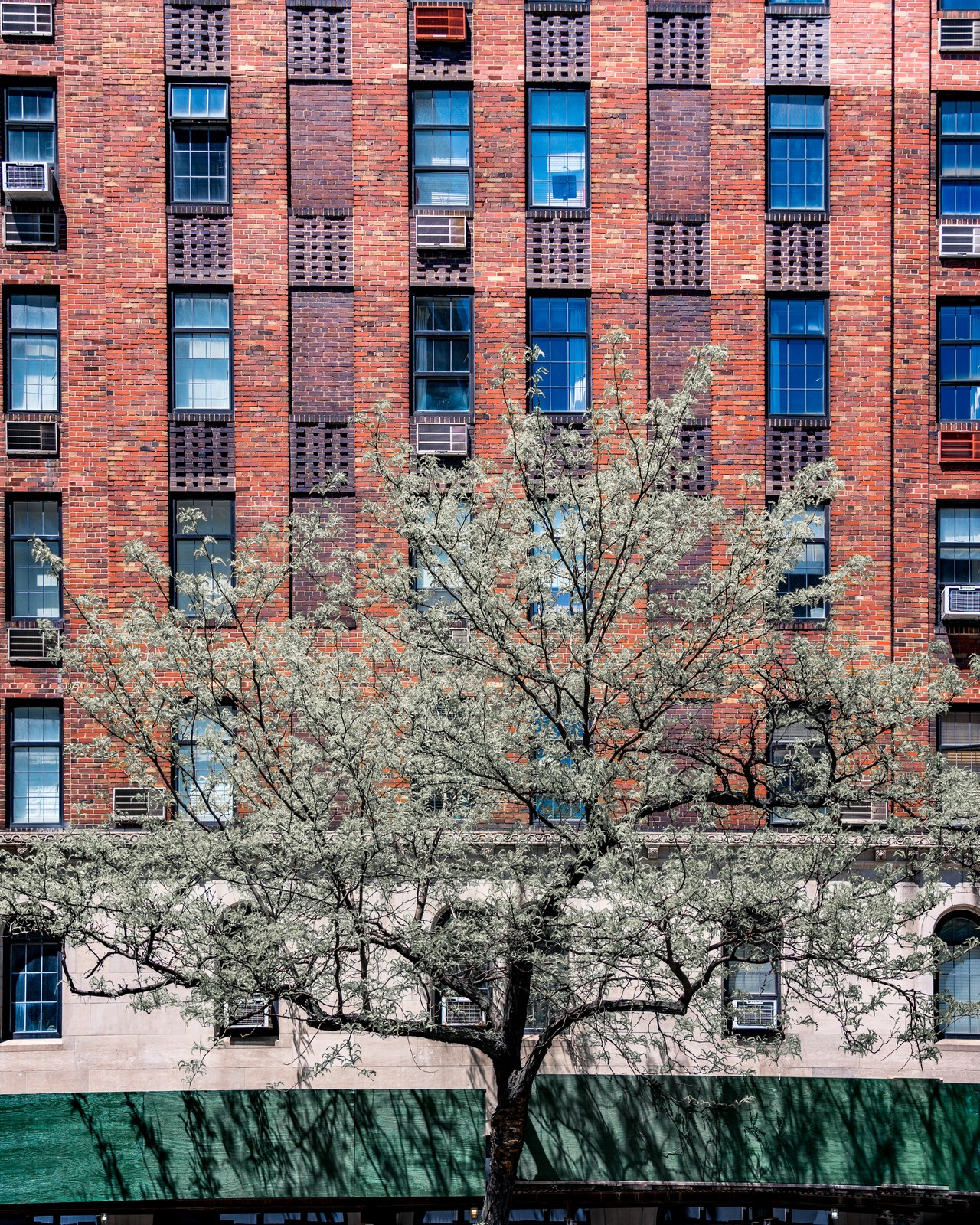 A pale-leaved tree and its shadow spread across a red brick facade, blue windows and green awning.