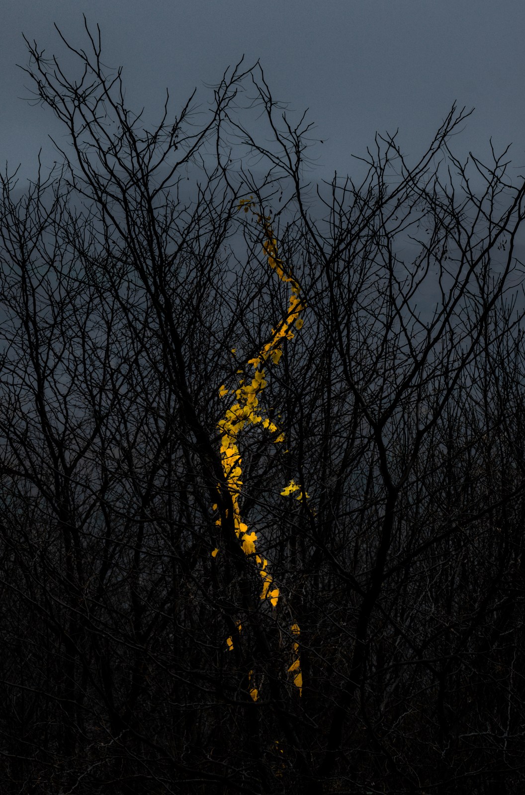 A yellow vine threads through an almost black network of bare branches.
