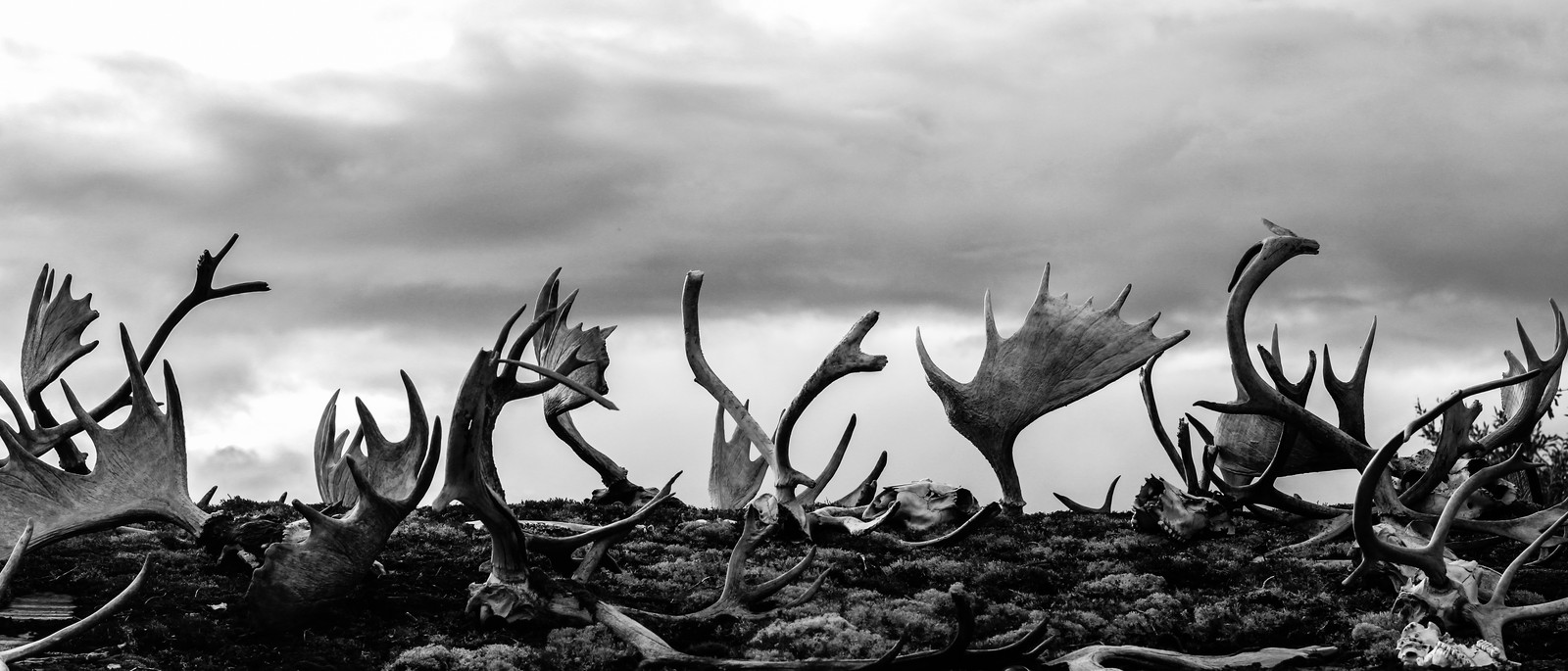 Weathered antlers and skulls rise from moss beneath horizontal cloud bands, in black and white.