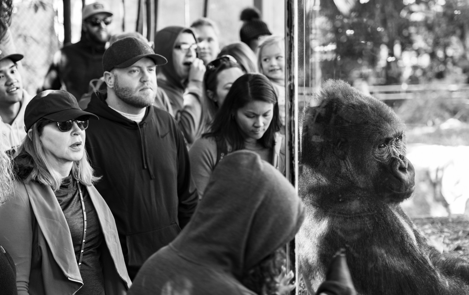 Visitors face a captive gorilla across glass in a monochrome photograph.