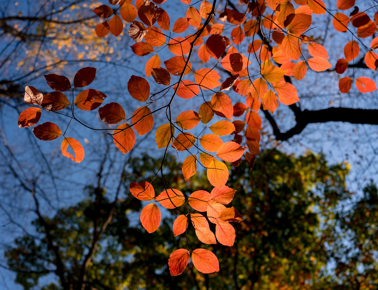 Looking up at an autumn canopy.