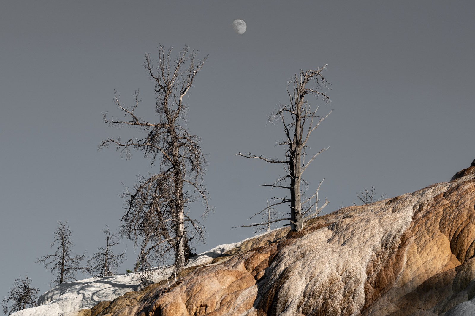Bare trees rise from a pale slope beneath a small moon.