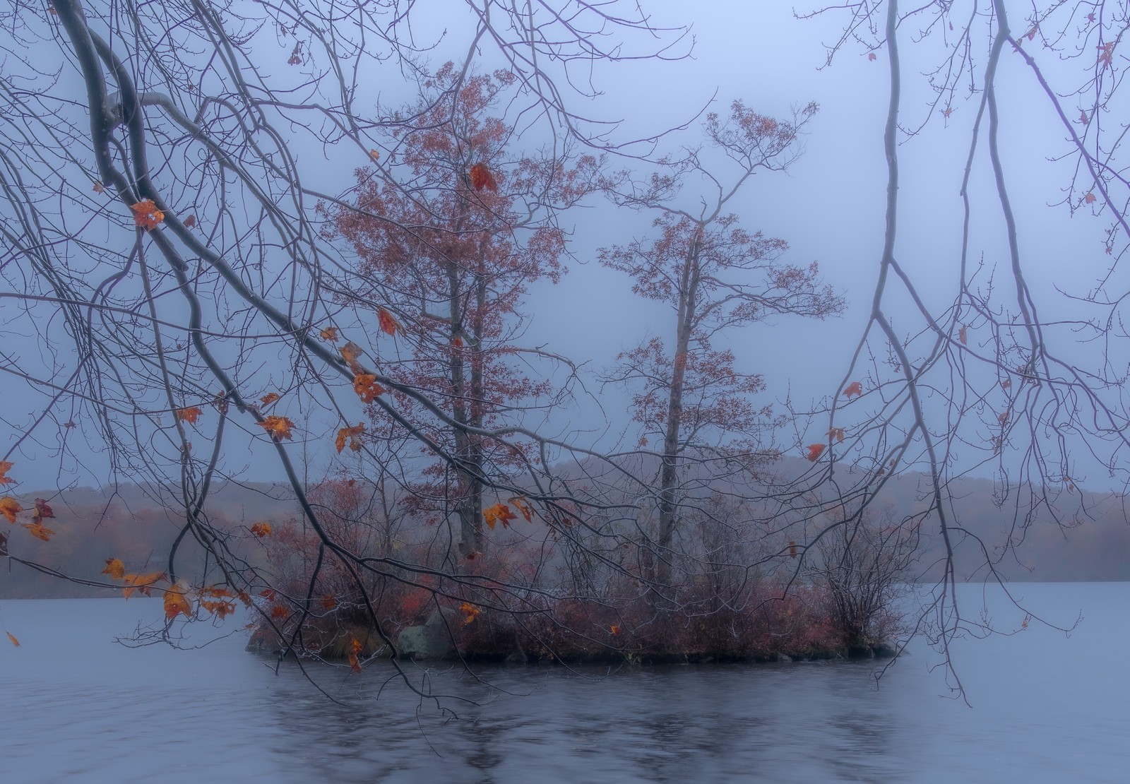 Near branches overlap a small wooded island in misty water.