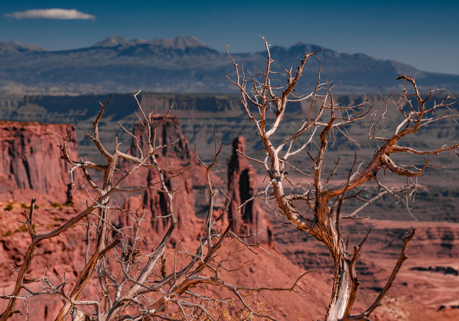 A bare tree in a canyon.