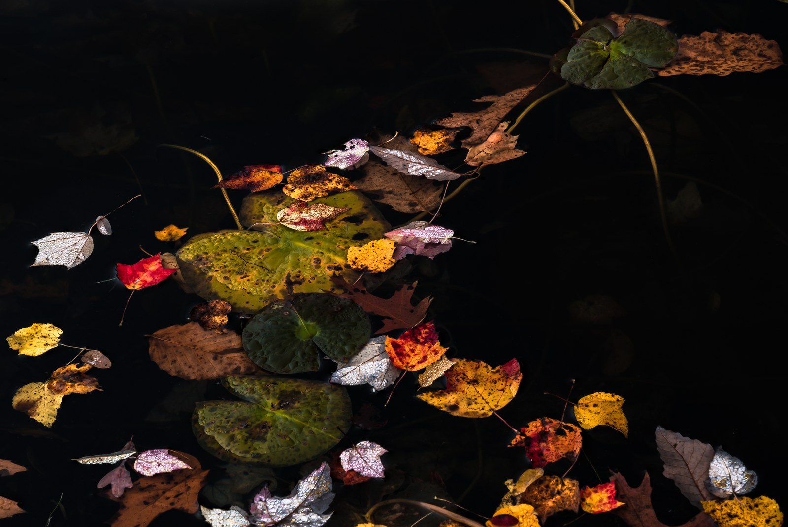Autumn leaves and lily pads floating on black water.