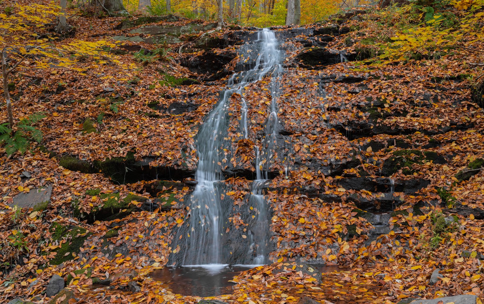 A waterfall in a tall forest.