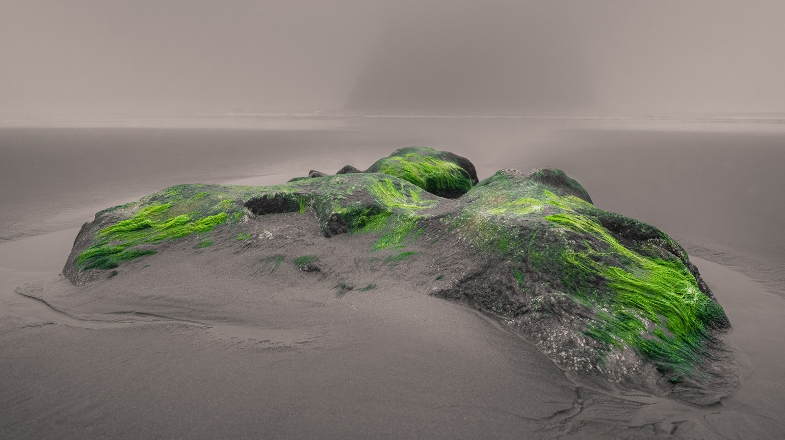 Vivid green strands cover uneven stone in a quiet grey shore.