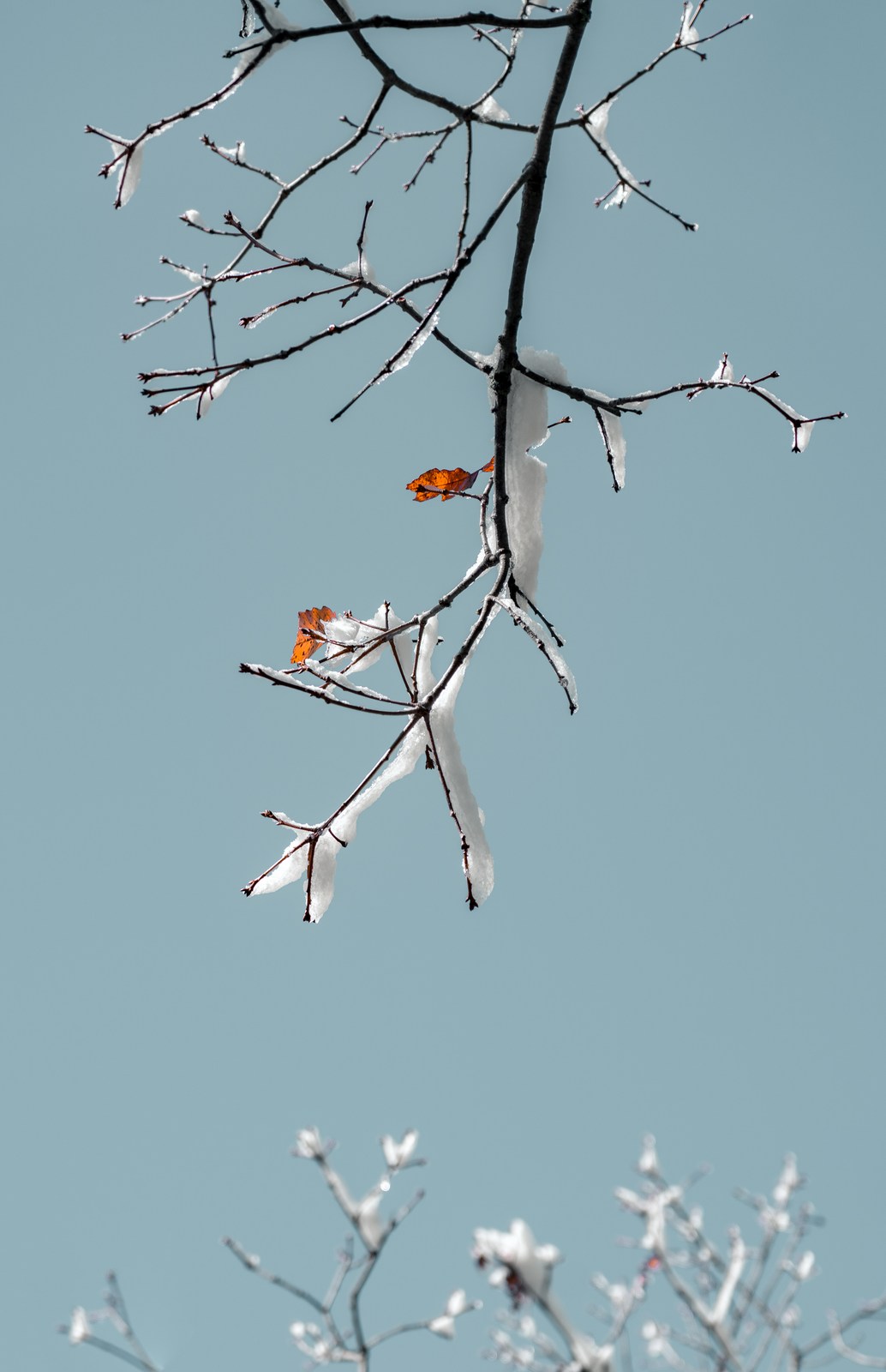 Two remaining leaves punctuate snow-lined twigs against a pale blue field.