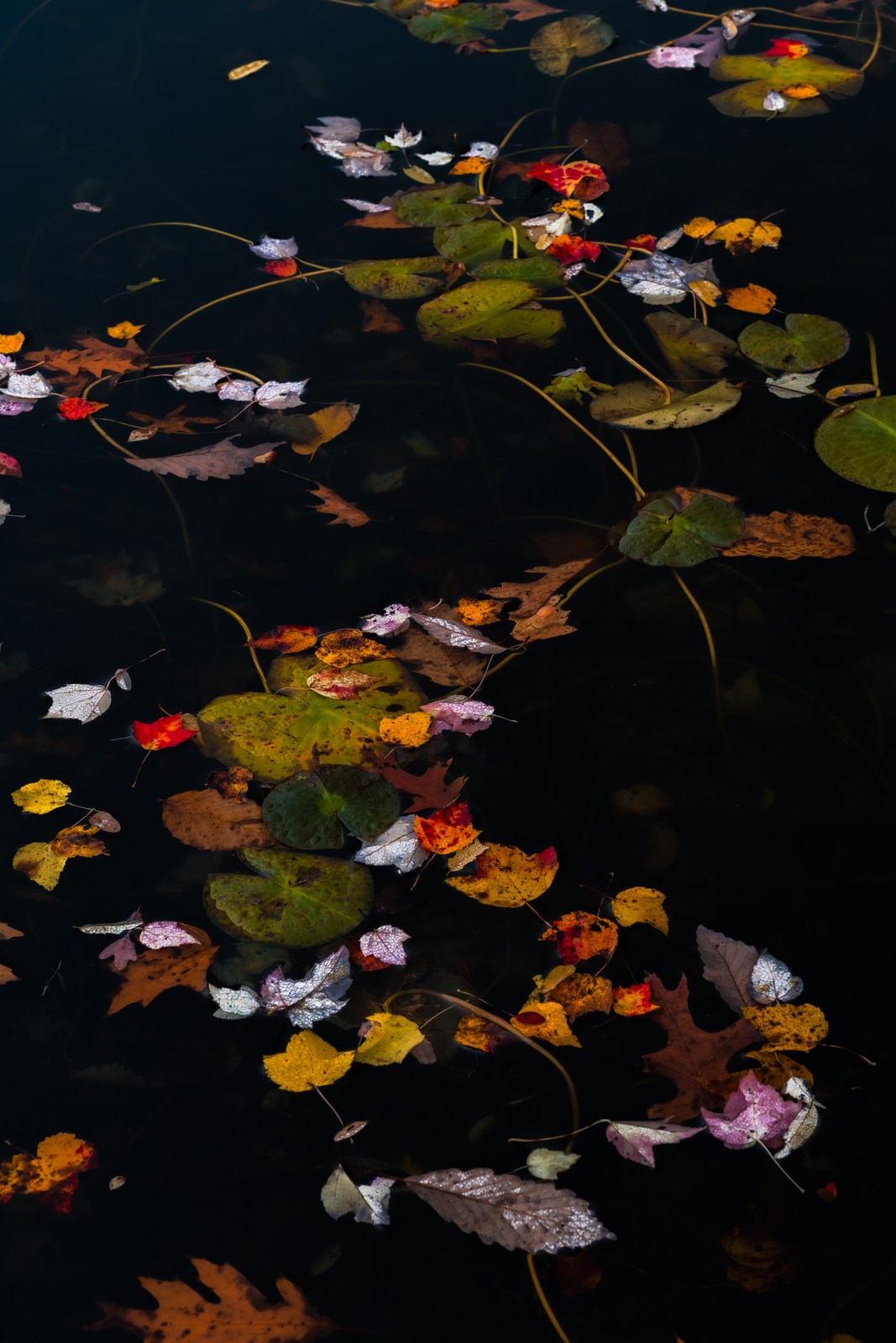 Colored leaves and fine stems form loose clusters on dark water.