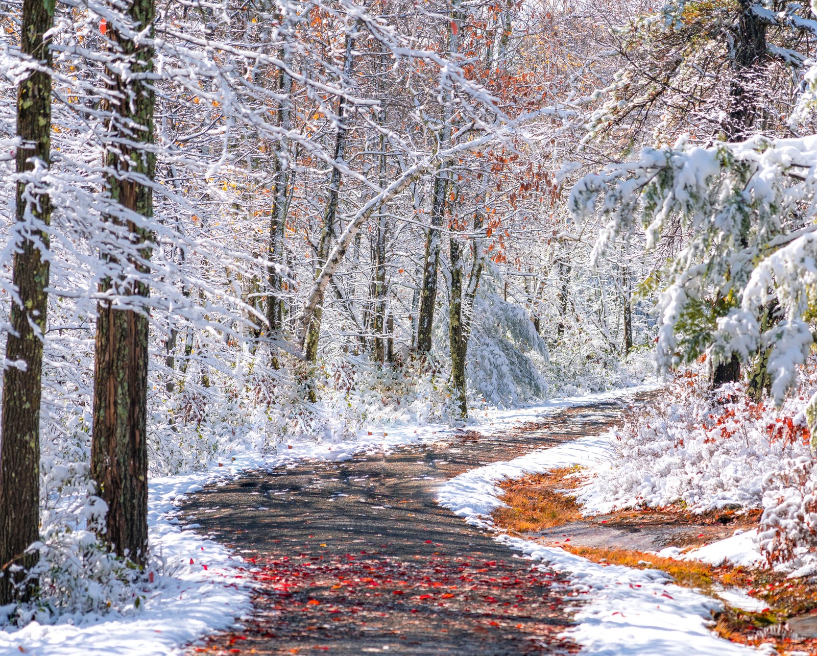 Red leaves lie across a winding path beneath snow-covered branches.