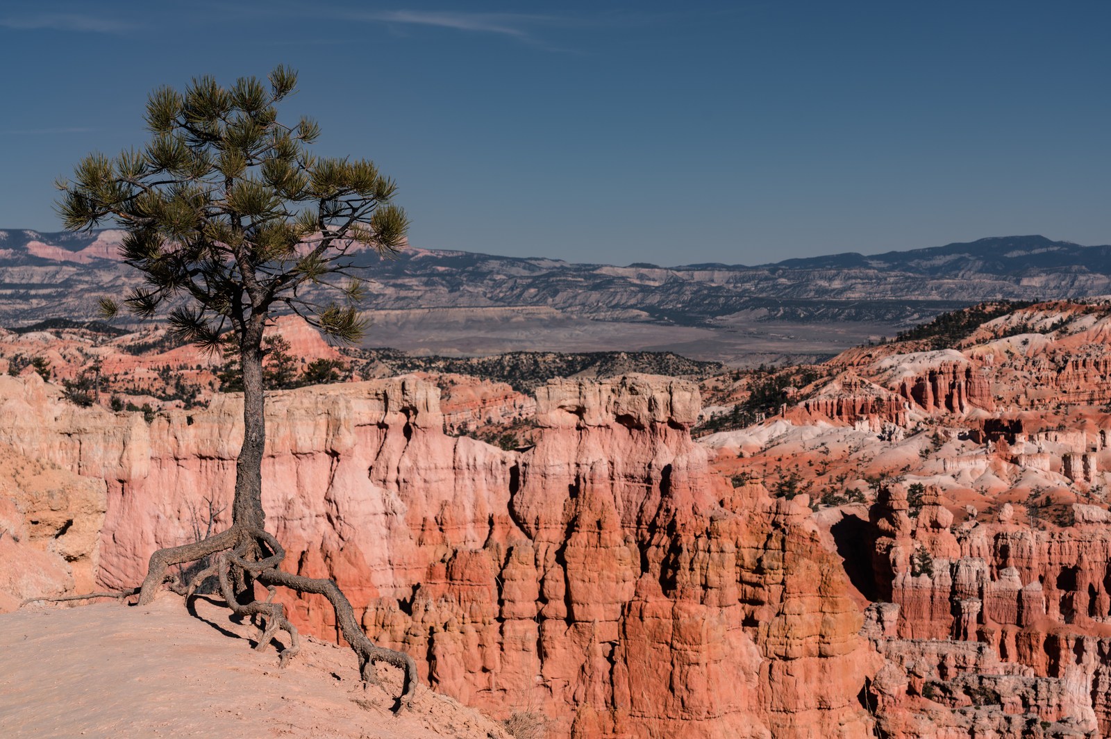 An exposed-root pine stands on the rim above red canyon formations.
