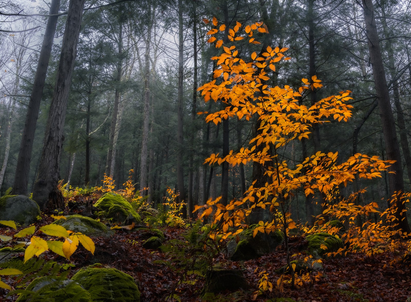 A young orange-leaved sapling glowing in a misty dark forest.