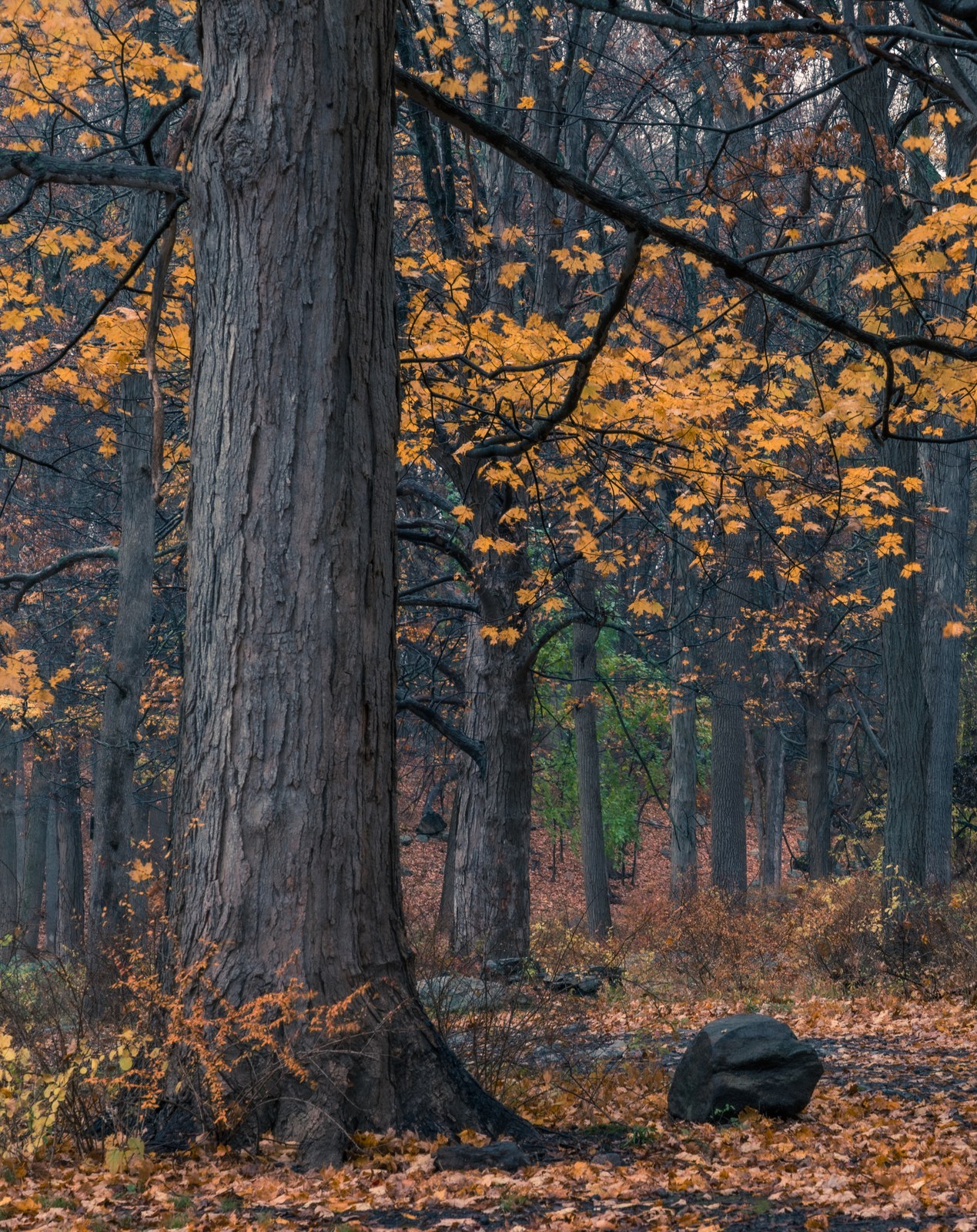 Tall trees in autumn.