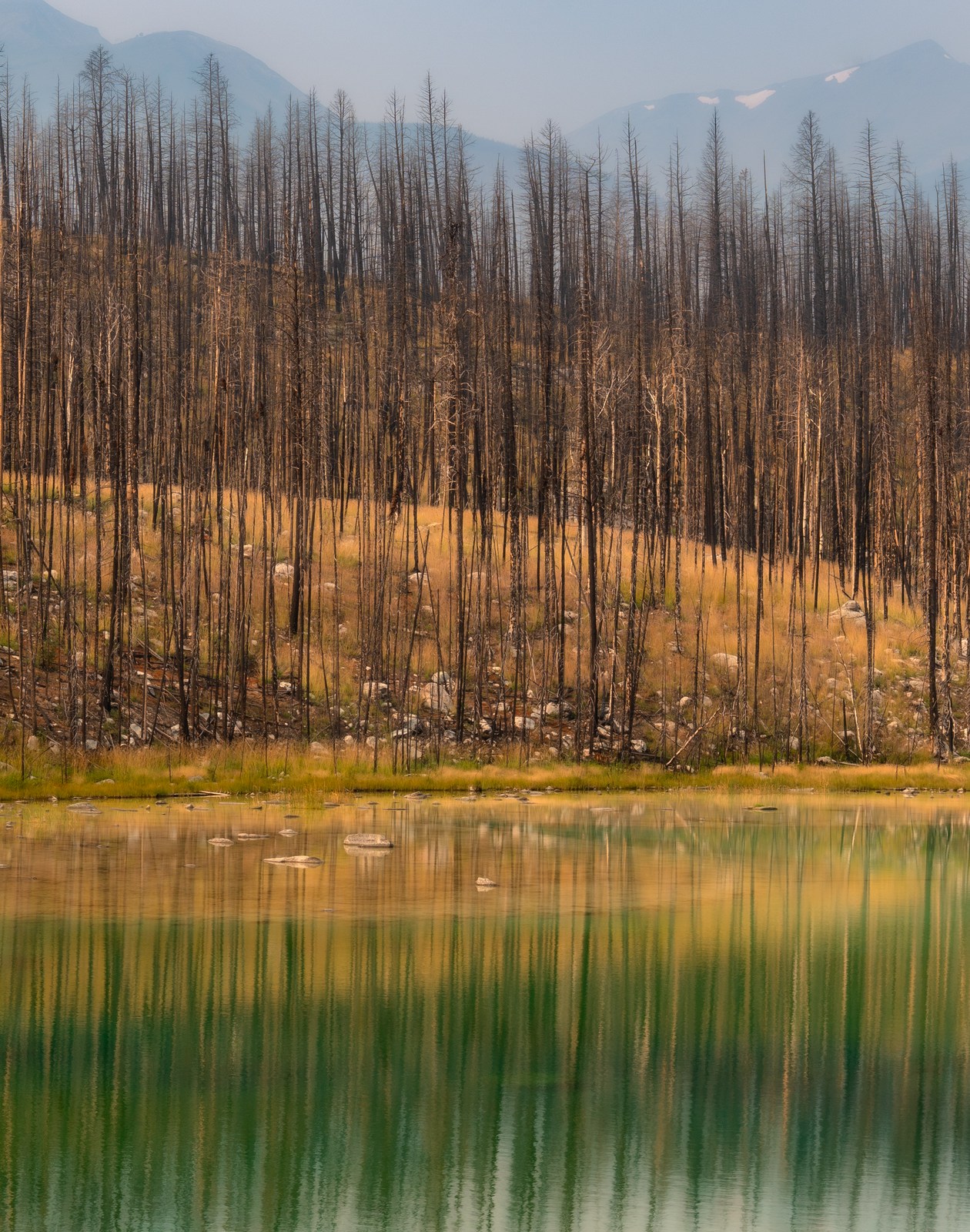 Slender bare trunks rise above a golden bank and reflect in green water.