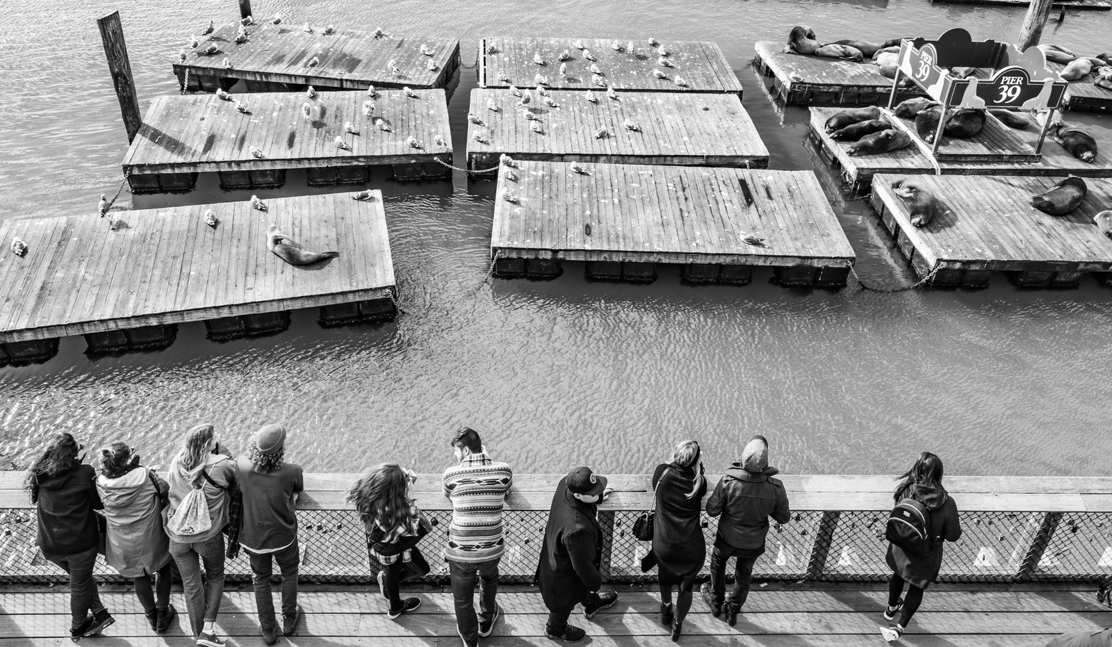 Visitors look across water toward floating platforms occupied by birds and sea lions in black and white.