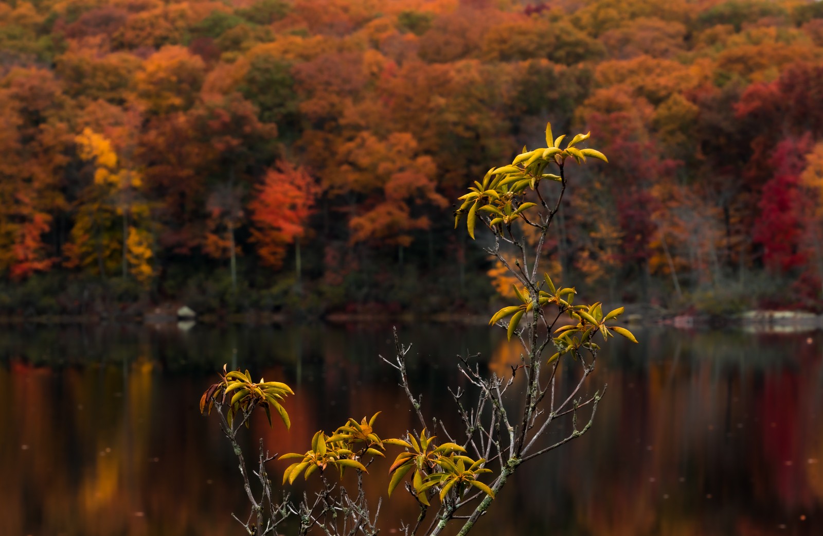Yellow leaves on a near branch stand before autumn trees and their soft reflections in a lake.